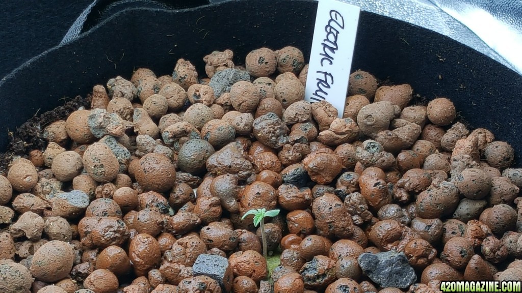 Electric Fruit seedling in pot