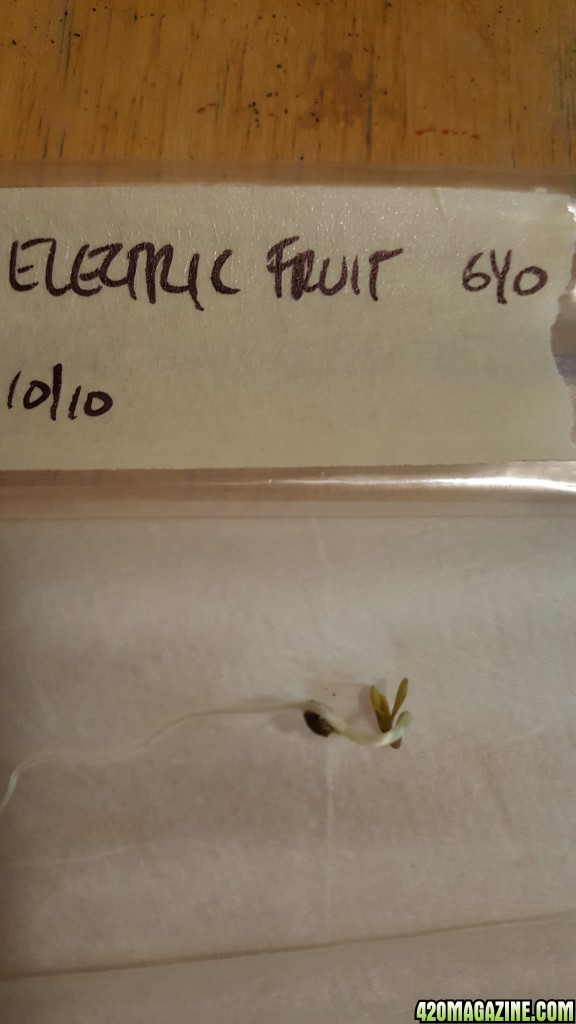 Electric Fruit seedling