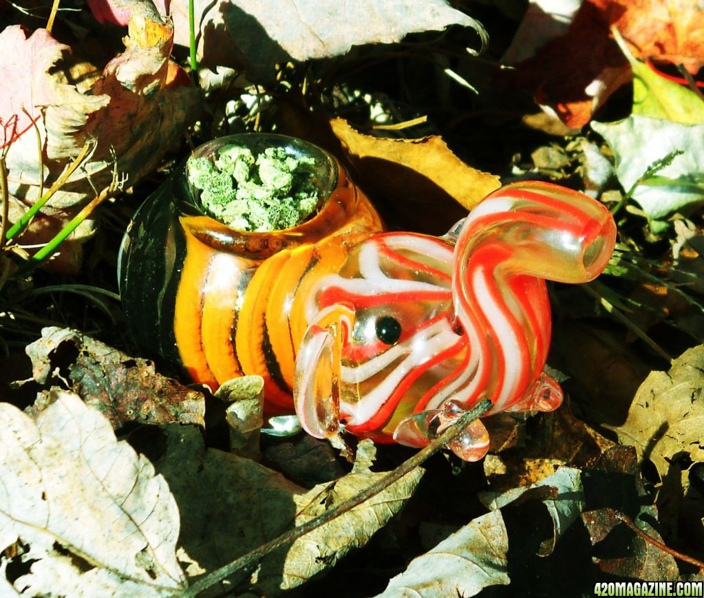 Elephánt offers a bowl while resting in the autumn foliage