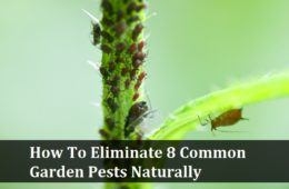 eliminate-garden-pests-260x170.jpg