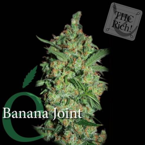 elite seeds, banana joint - weedseeds