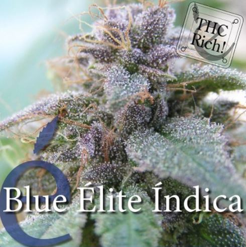 elite seeds, banana joint - weedseeds