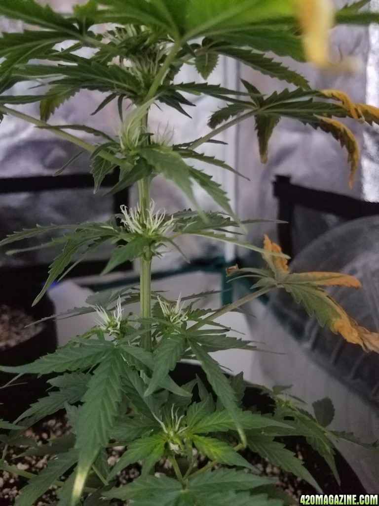 Emma showing new growth and pistils in close up on August 31st 2017