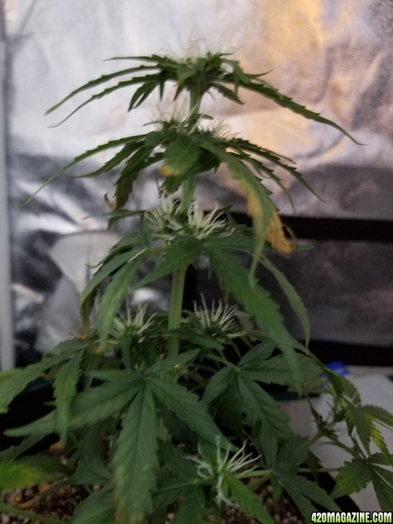 Emma side view showing pistols in the middle of the plant on September 9th 