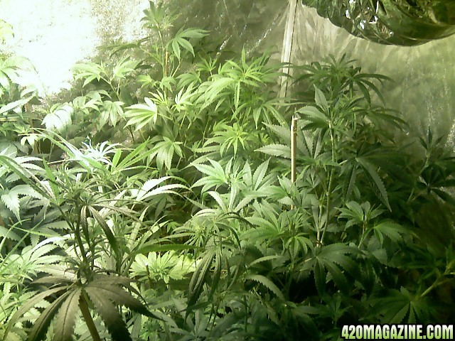 end 1st week of flower