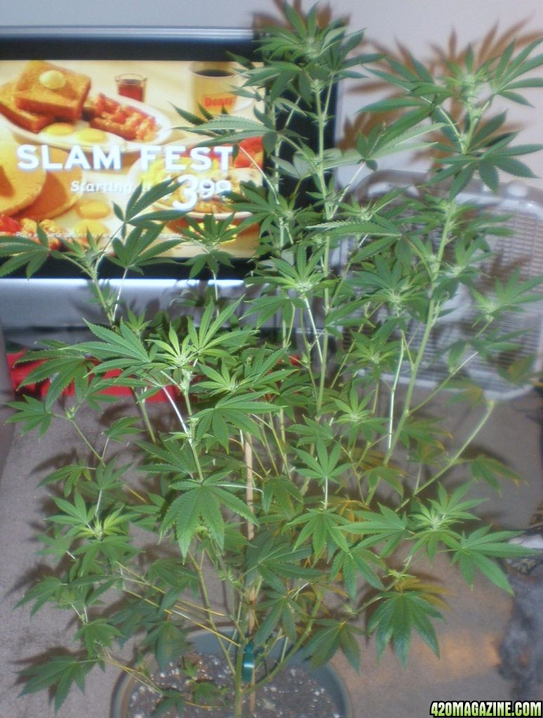 end 2nd week of flower