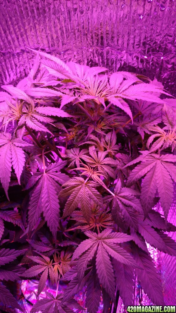 End of the 1st week of Flower. Week 5