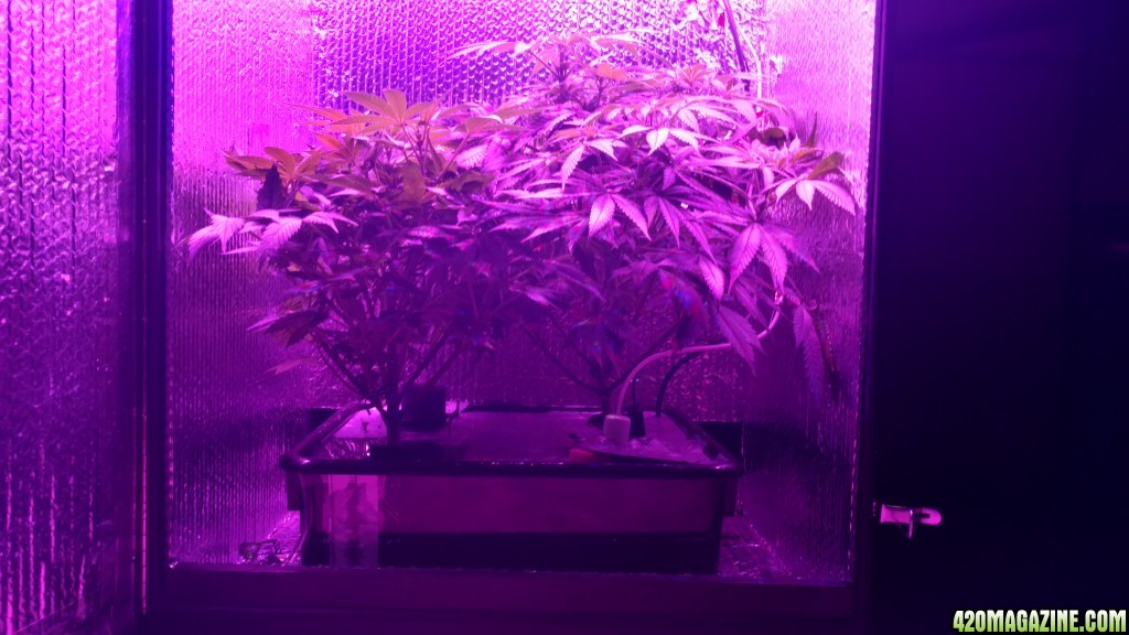 End of the 3rd week of flower. 49 days