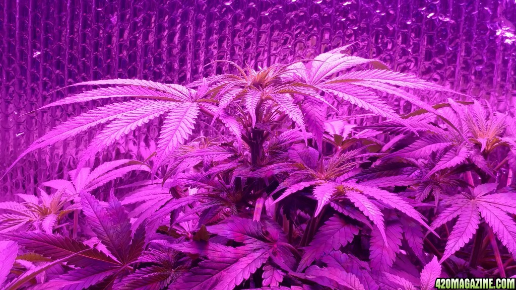 End of the 3rd week of flower. 49 days