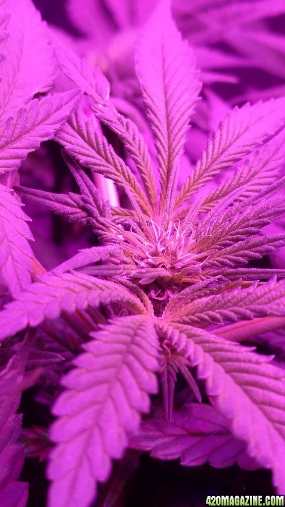 End of the 3rd week of flower. 49 days