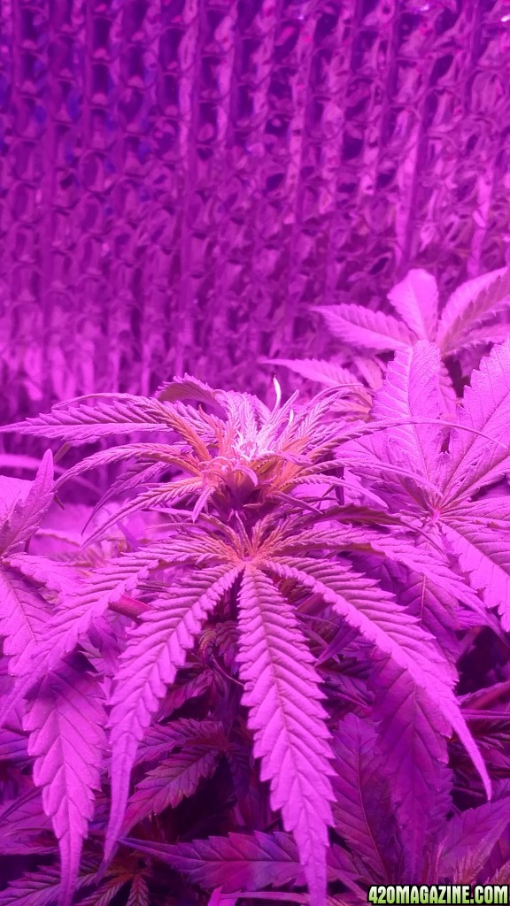 End of the 3rd week of flower. 49 days