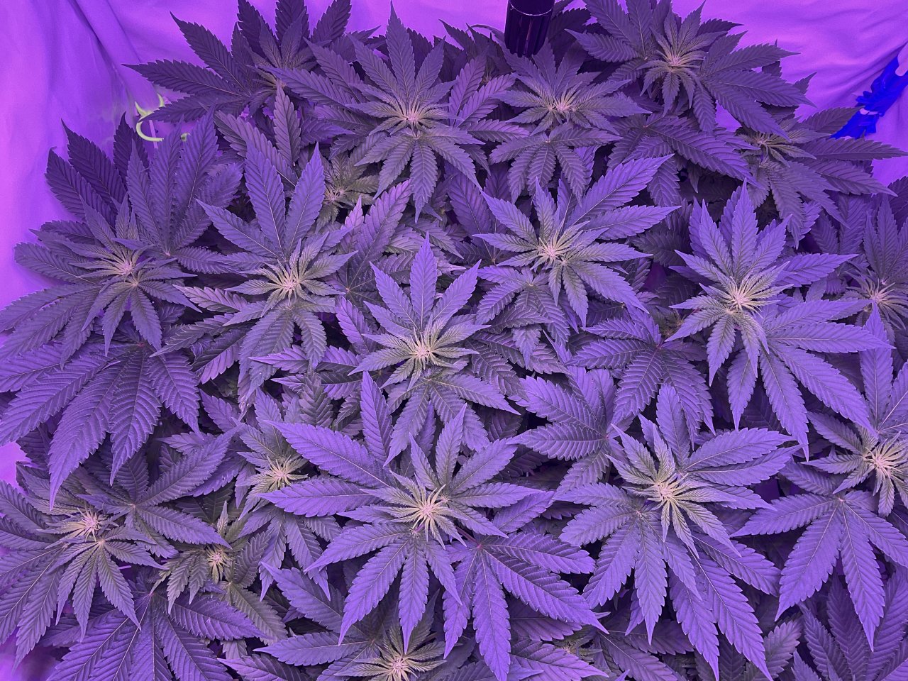 End of week 3 Flower