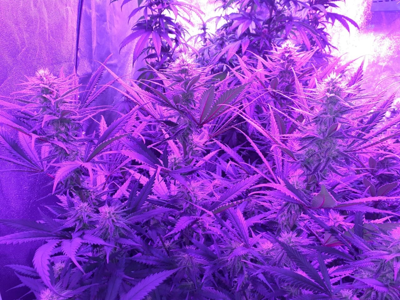 End of week 5 flower