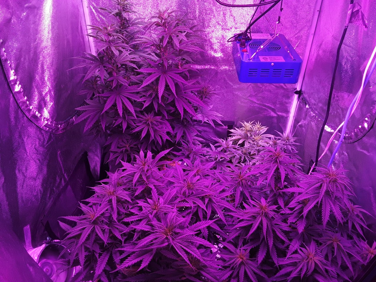 End of week 6 veg