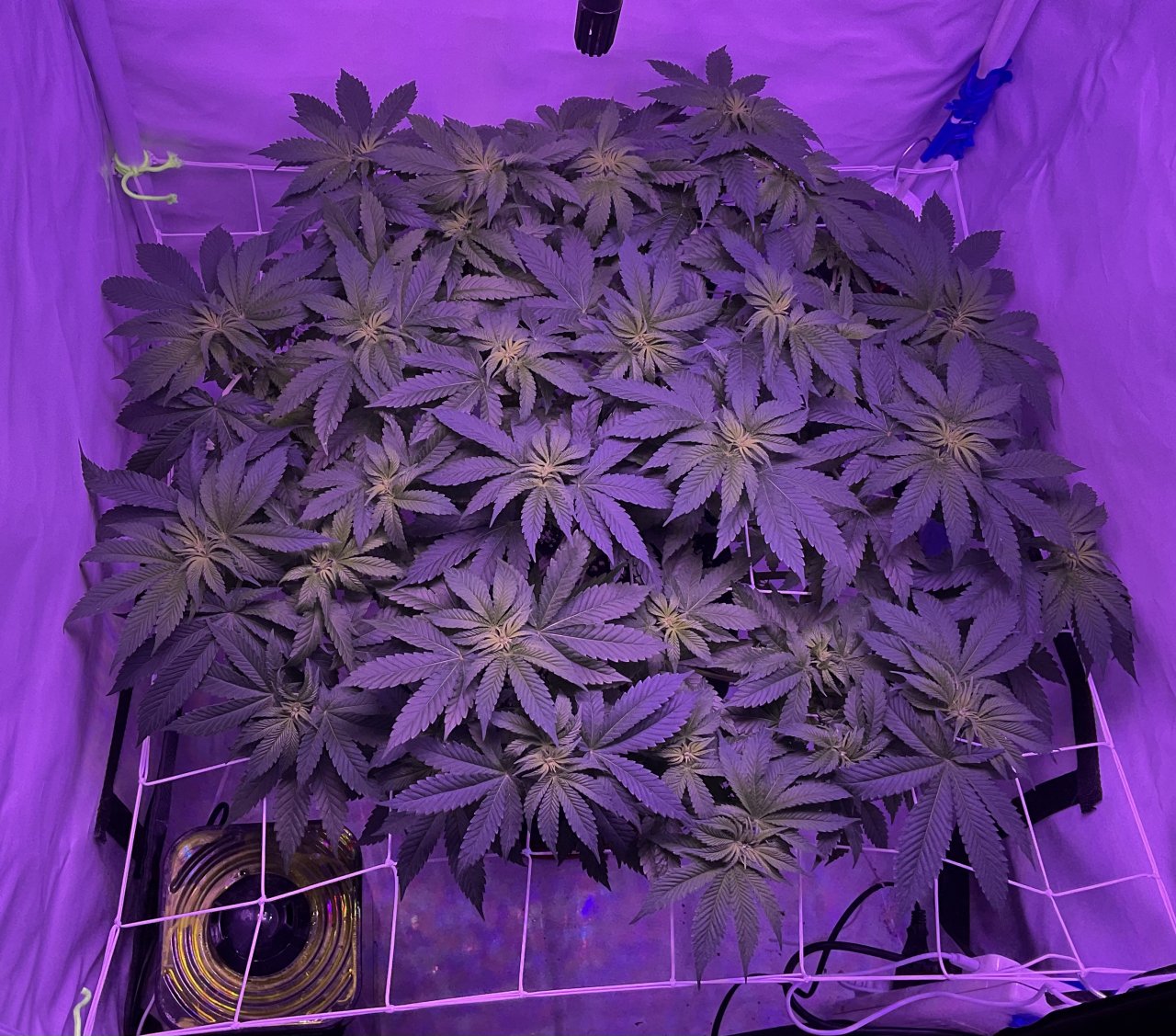 Ending week 3 flower - feeding