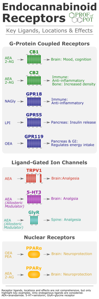 Endocannabinoid-receptors-1-341x1024.png