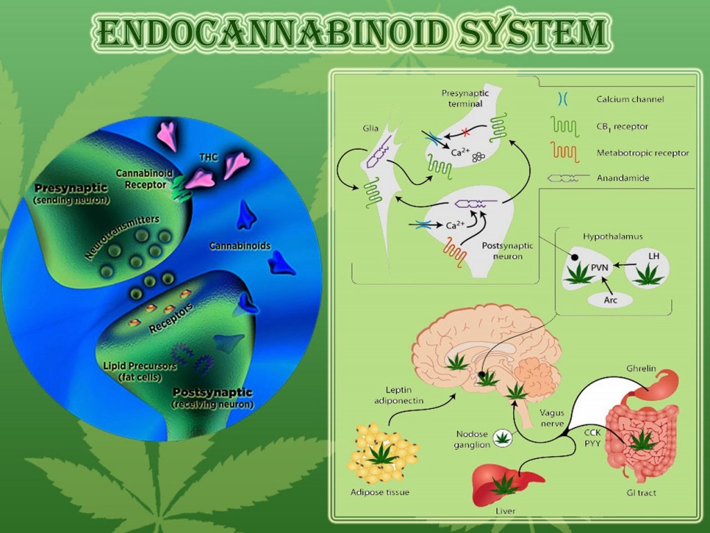 Endocannabinoid System