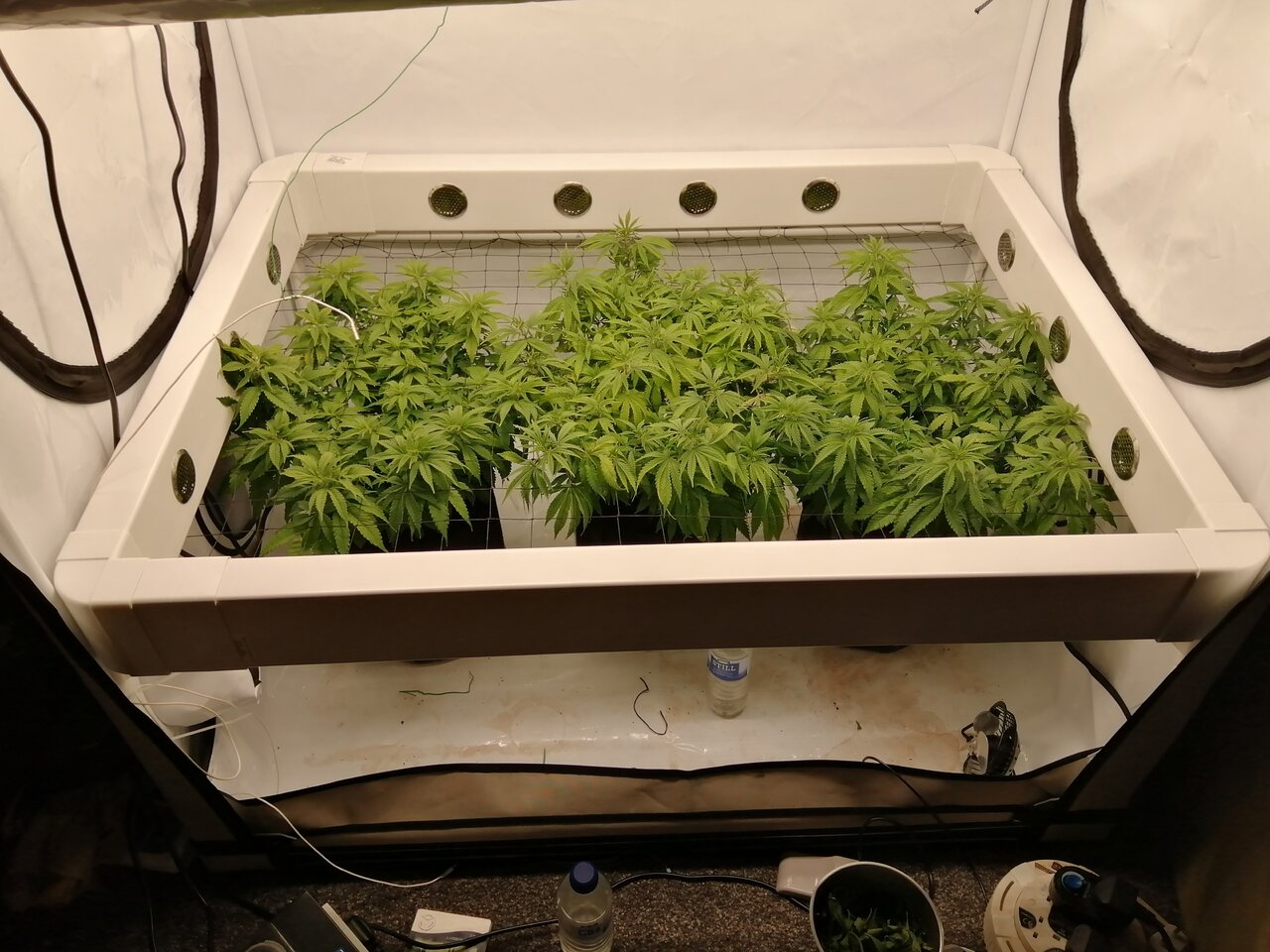 Enviroair Project & Cheese Scrog Day 1 Of Flower.