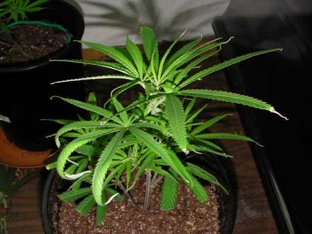 ered-cannabis-plant-curling-leaves-burned-tips2-sm.jpg