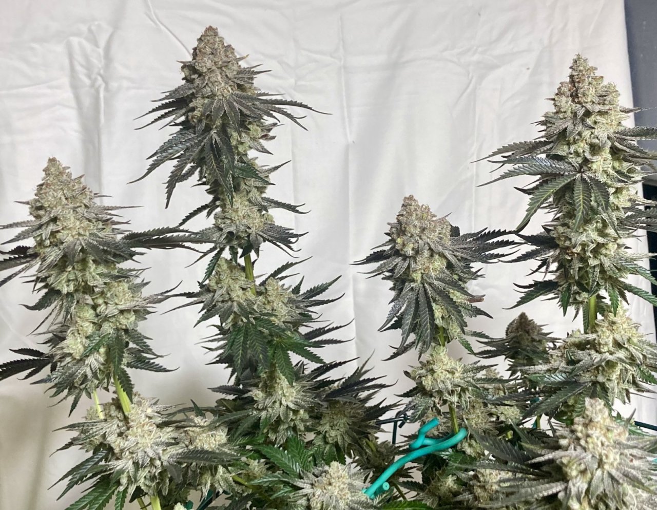 Ethos Crescendo, Flower Day 64