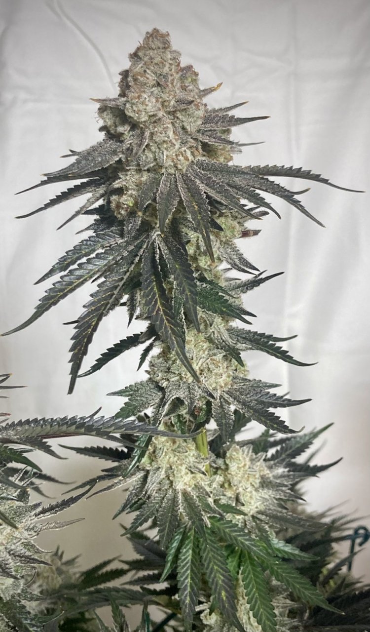 Ethos Crescendo, Flower Day 64