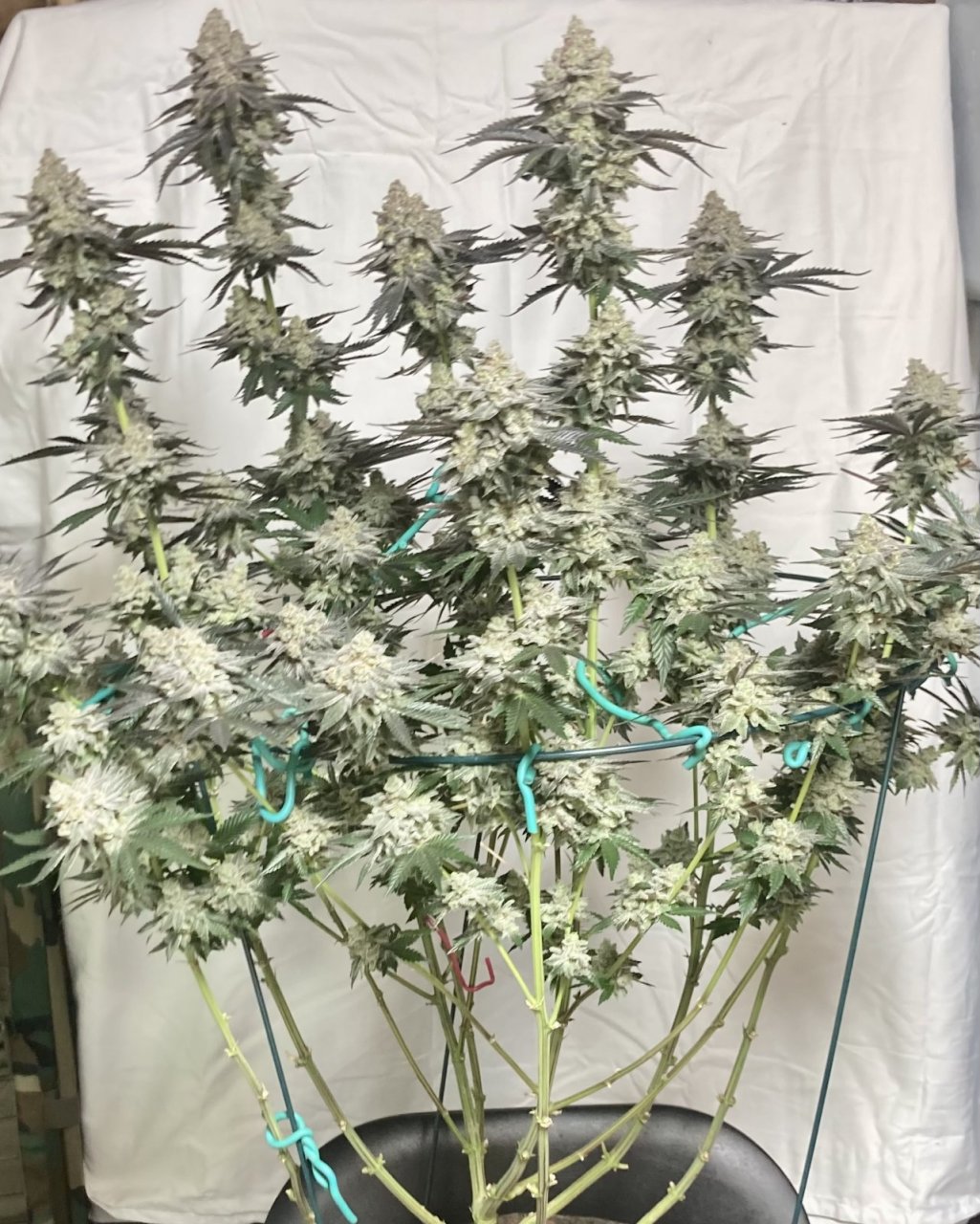 Ethos Crescendo, Flower Day 64