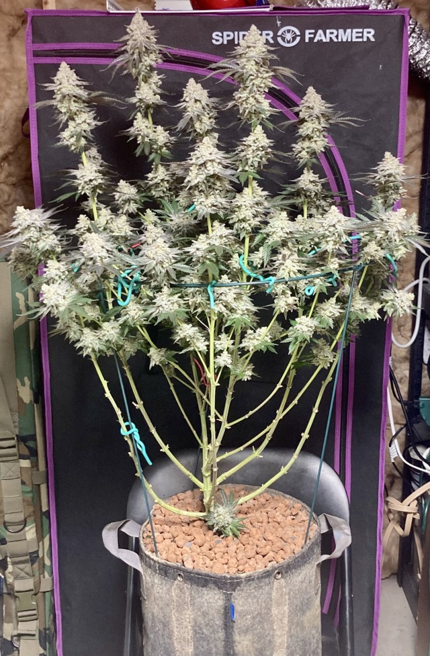 Ethos Crescendo, Flower Day 64