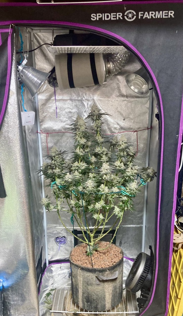 Ethos Crescendo, Flower Day 64