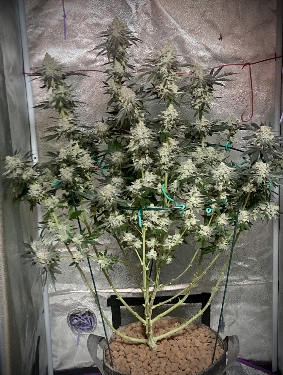 Ethos Crescendo, Flower Day 67 (Harvest Day)