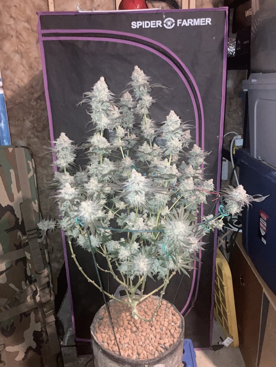 Ethos Crescendo, Flower Day 67 (Harvest Day)