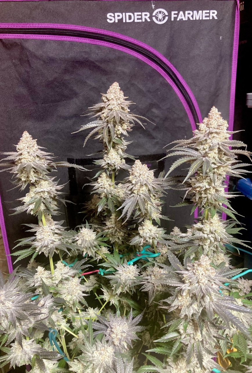 Ethos Crescendo, Flower Day 67 (Harvest Day)