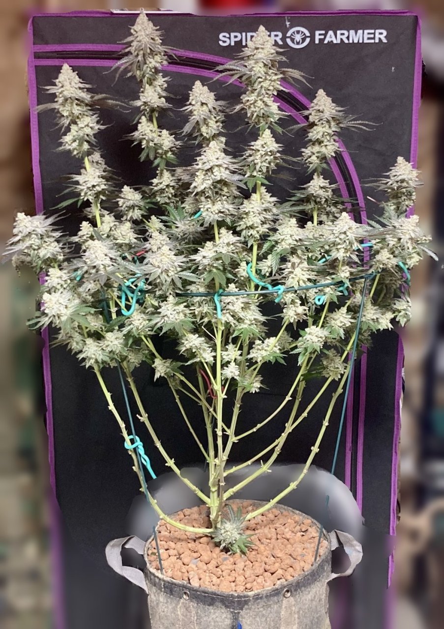 Ethos Crescendo, Flower Day 67 (Harvest)