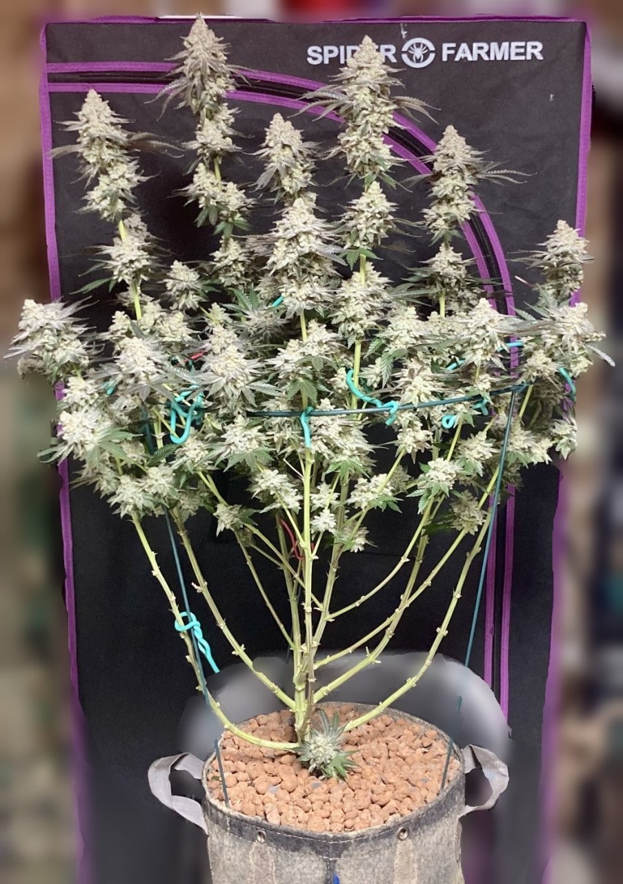 Ethos Crescendo RBX-1, Day 67 Flower (Harvest)