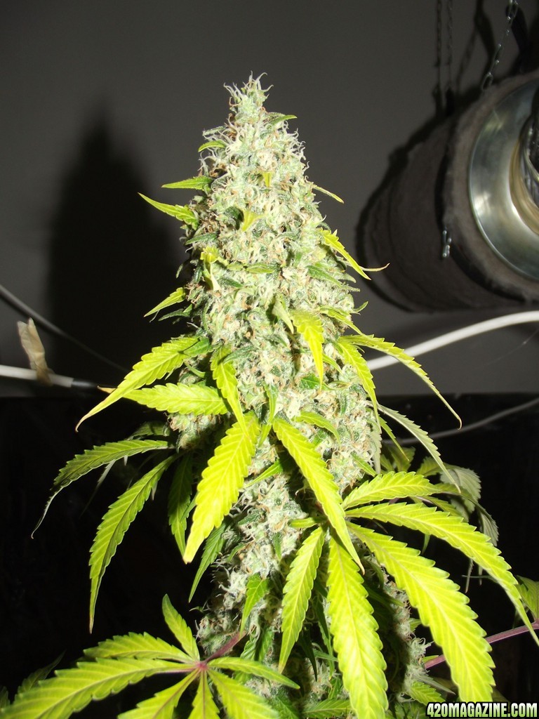 euforia strain