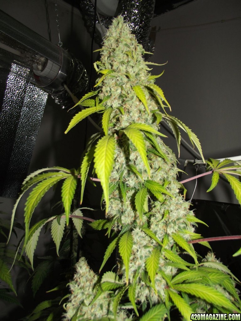 euforia strain