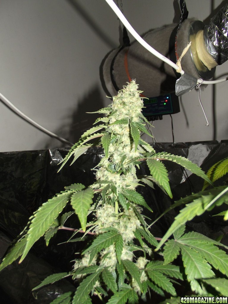 euforia strain