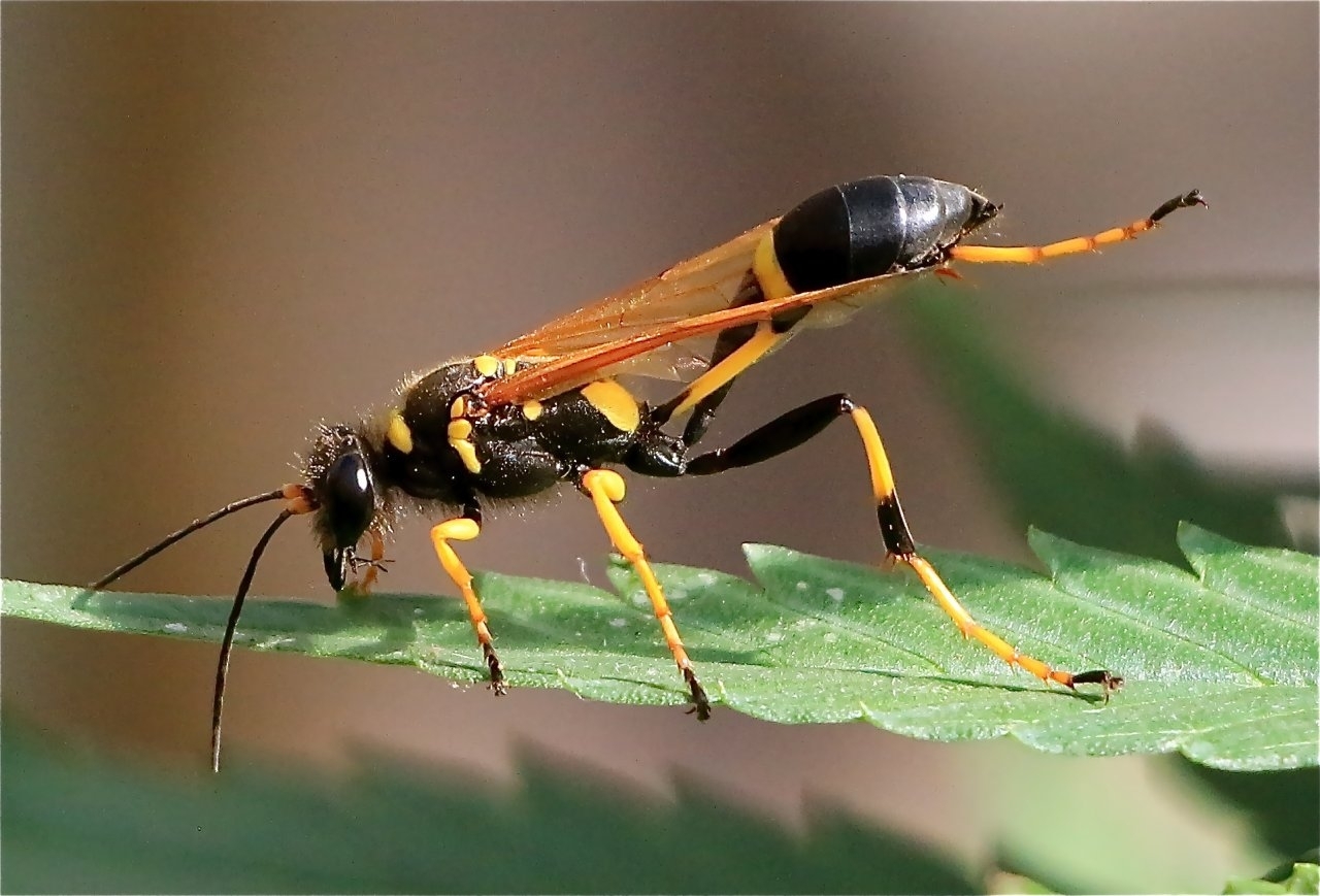 European Paper Wasp-NG.JPG