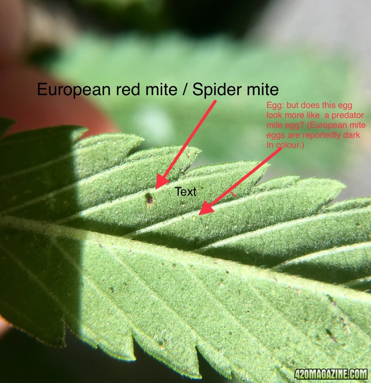 EuropeanRedMite-SpiderMite-1.jpeg