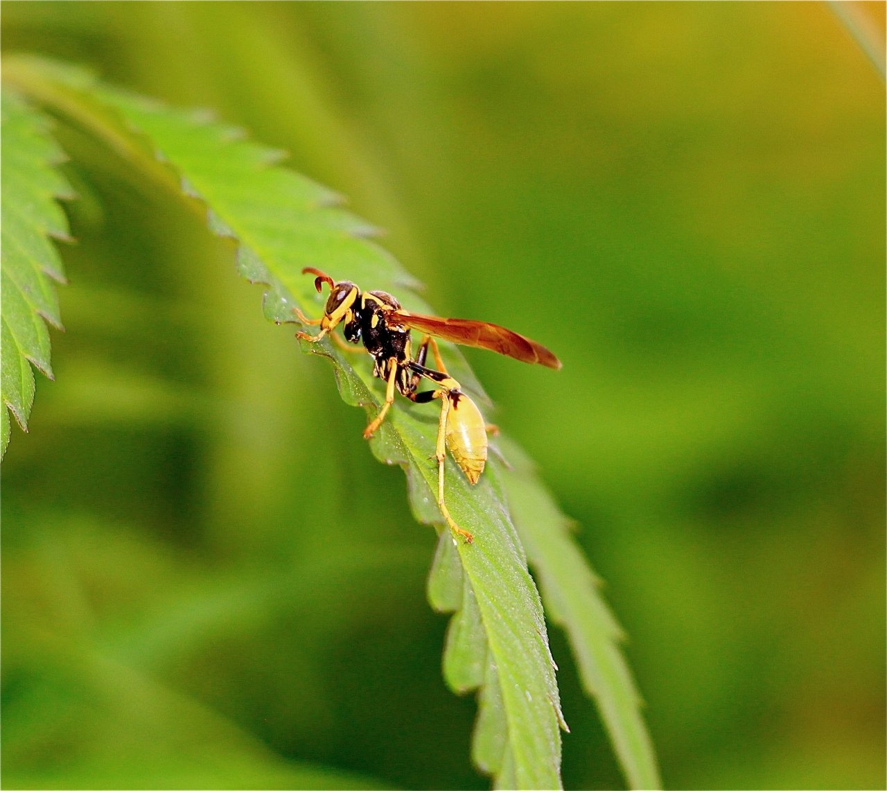 Europeon Paper Wasp Relaxing on Cannabis Leaf