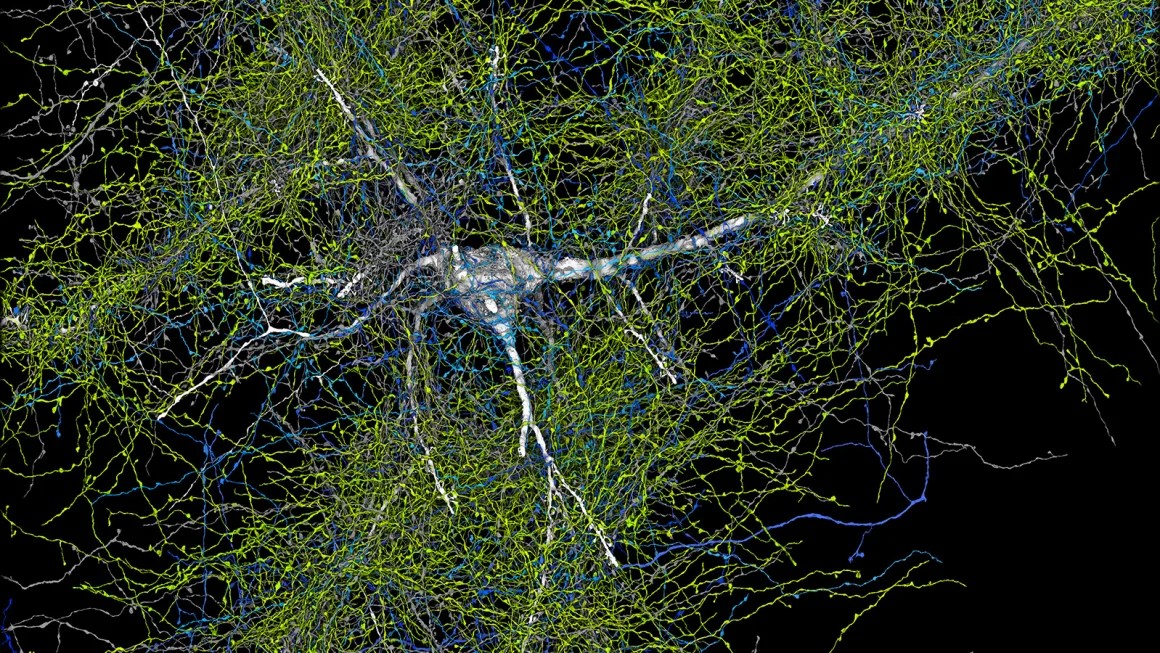 excitatory-neuron-with-all-its-axons.jpg