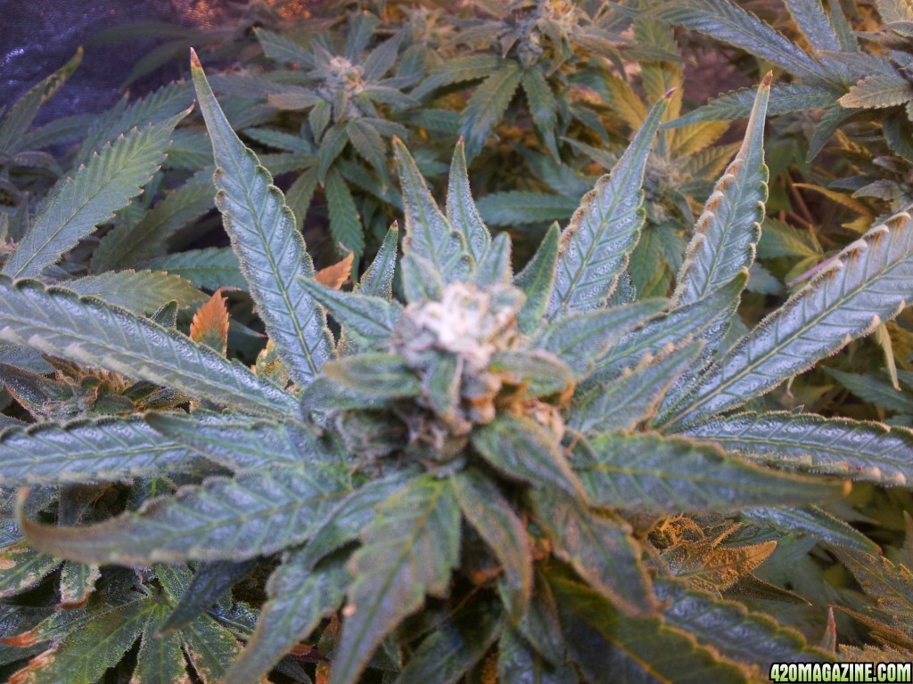 Exodus Cheese - 7th week of flowering