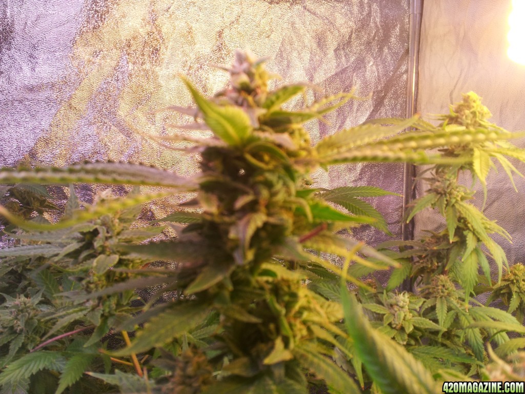 Exodus Cheese - 7th week of flowering