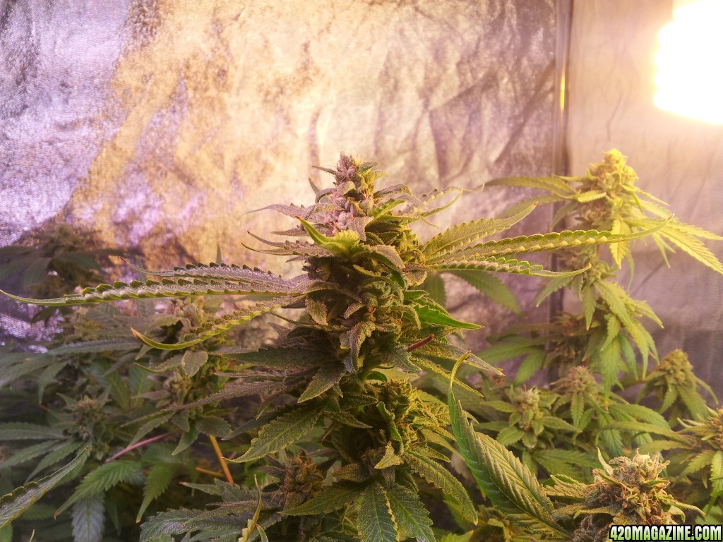 Exodus Cheese - 7th week of flowering