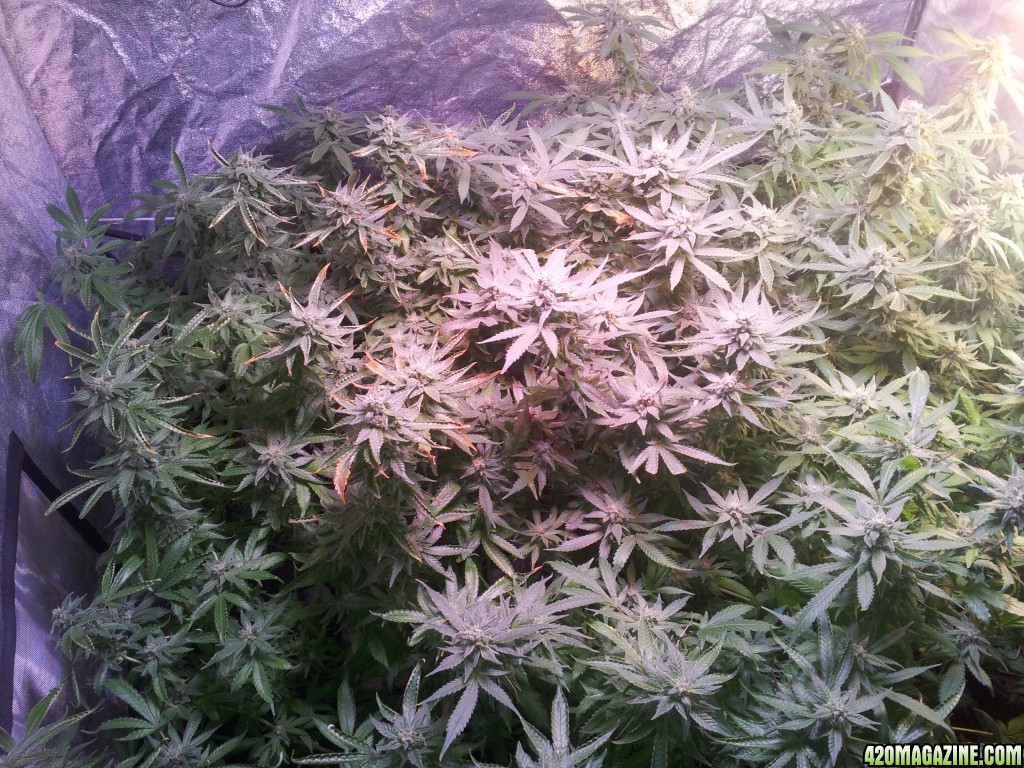 Exodus Cheese - 7th week of flowering