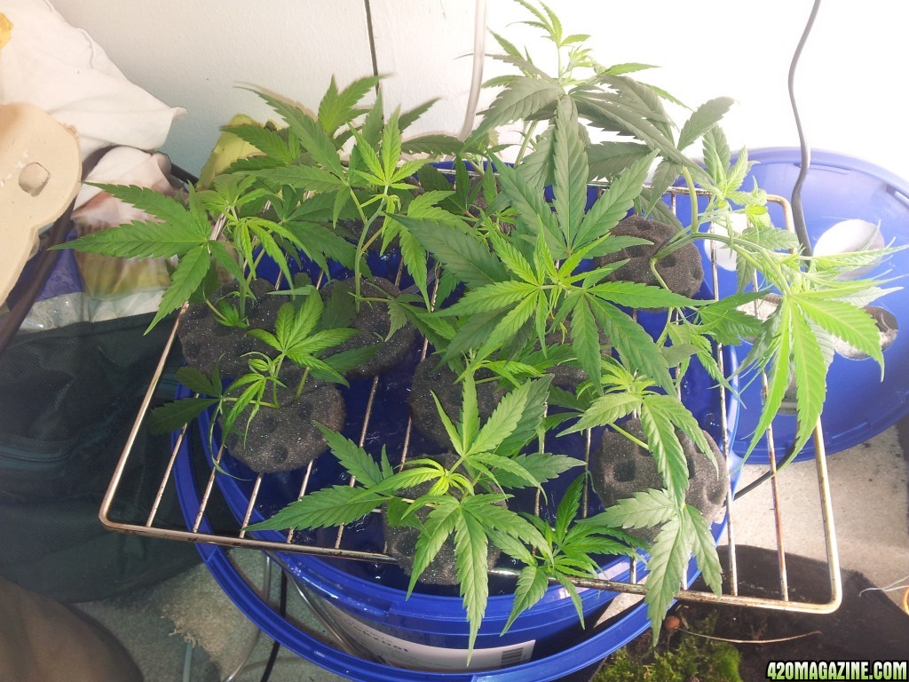 Exodus Cheese clones