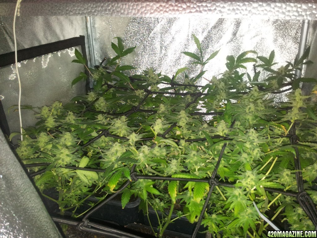 Exodus Cheese small tent, about ready to harvest :)