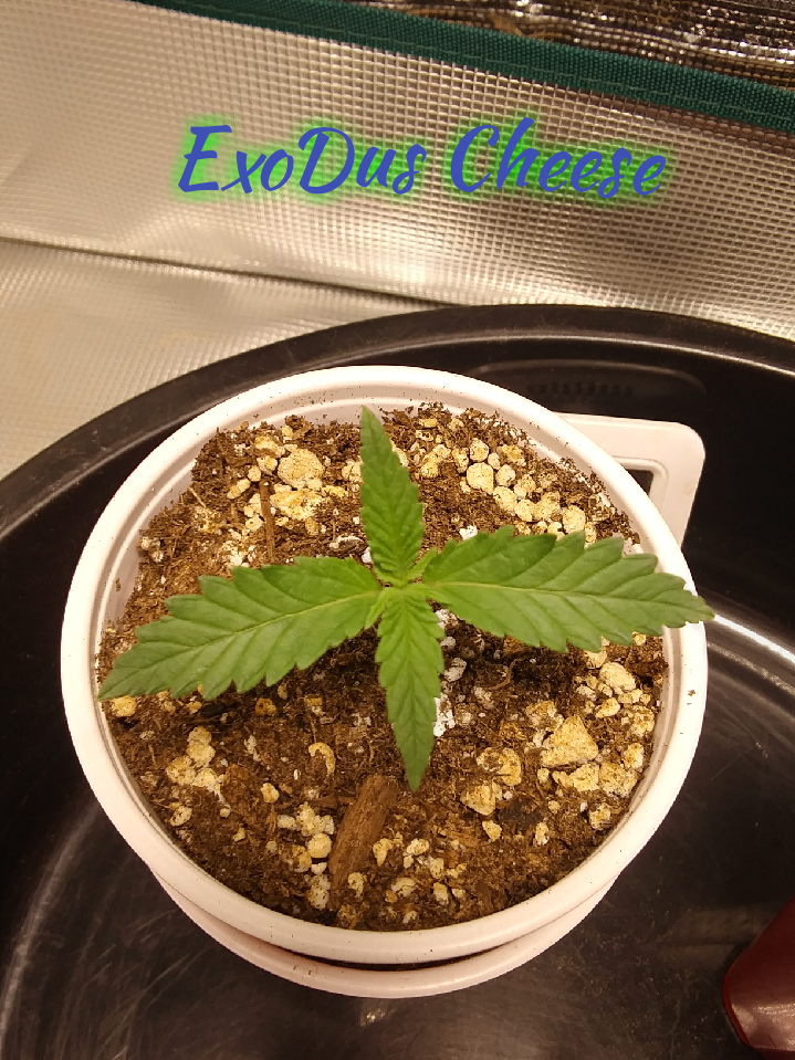 ExoDus Cheese