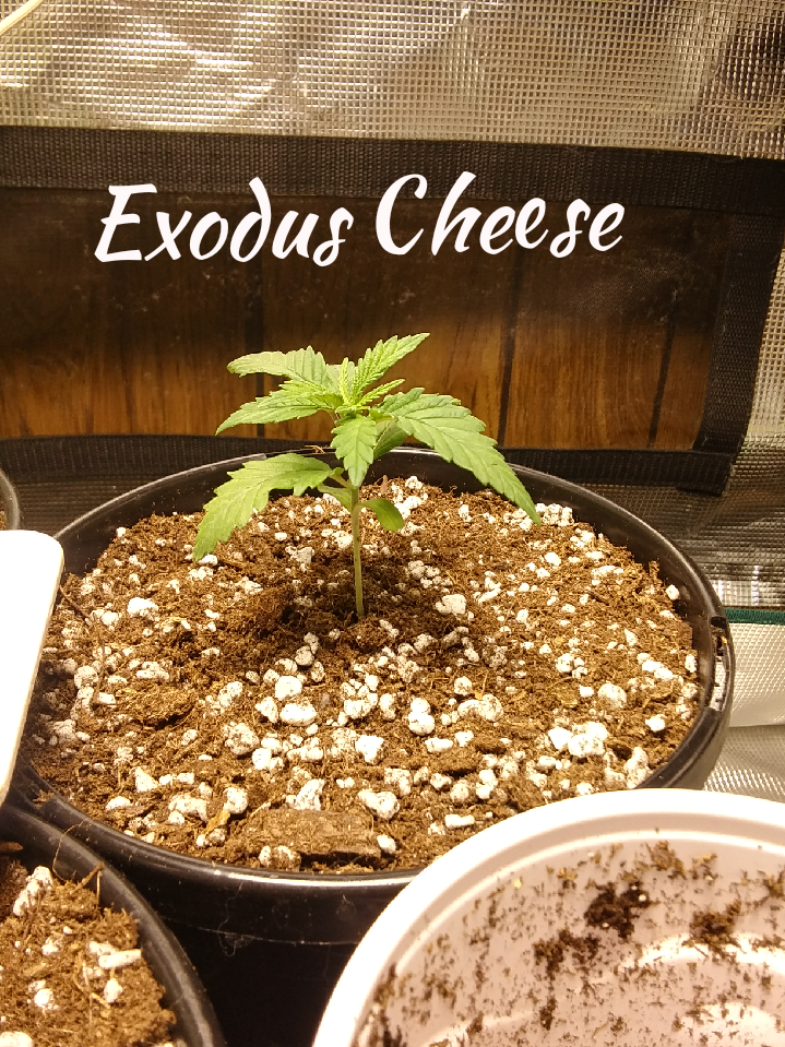 ExoDus Cheese