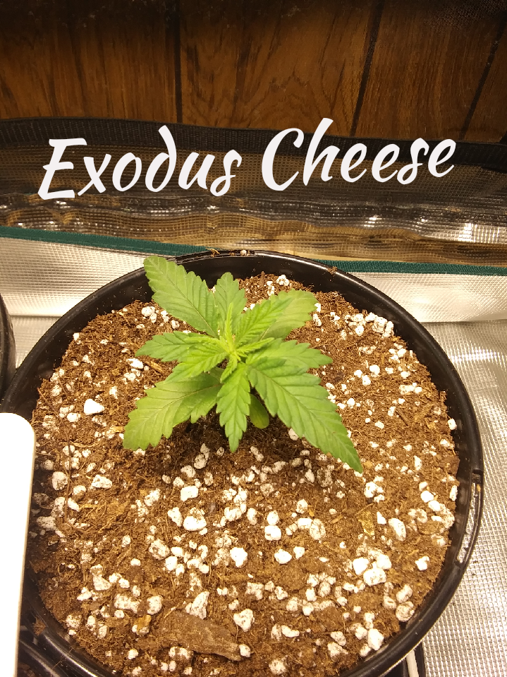 ExoDus Cheese