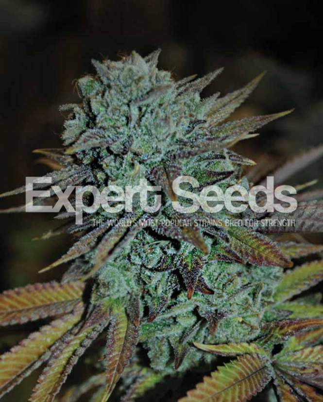 Expert Seeds